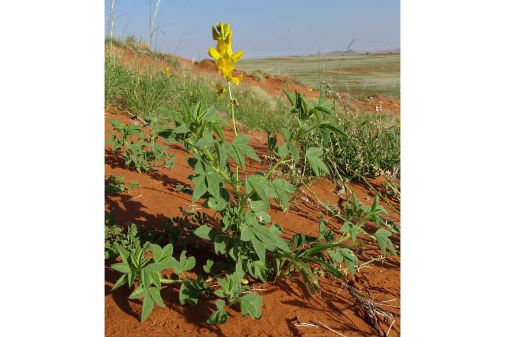 Damaraland crotalaria