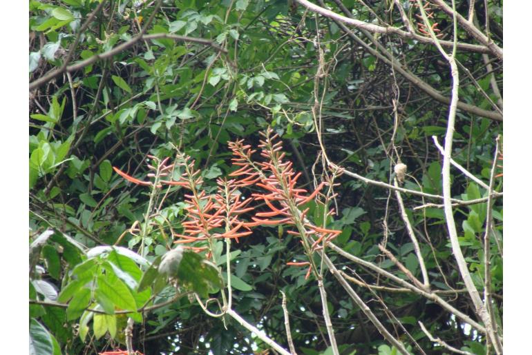 Erythrina mexicana -19771