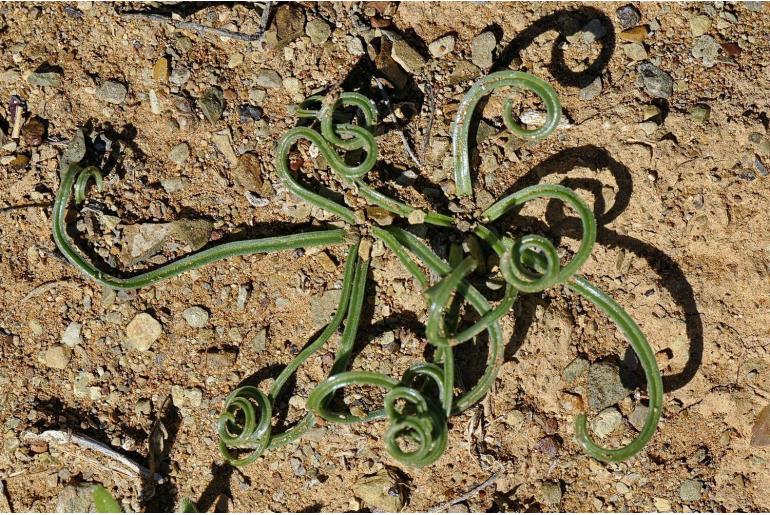 Albuca gethylloides -19774