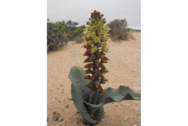 Lachenalia klinghardtiana -19795