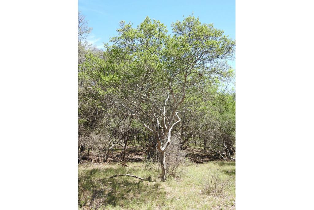 Texas diospyros