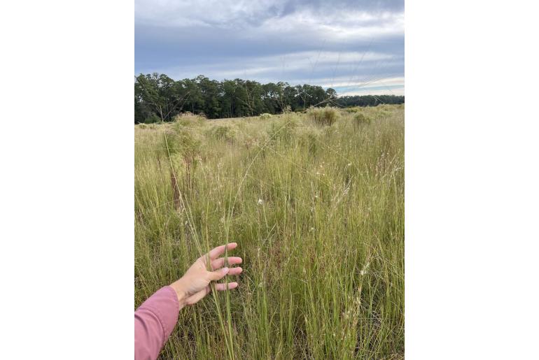 Eragrostis elliottii -19829