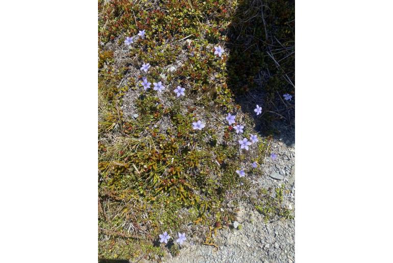 Wahlenbergia albomarginata -19833