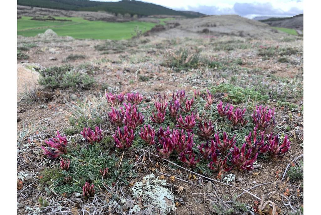 Zilverkleurige astragalus