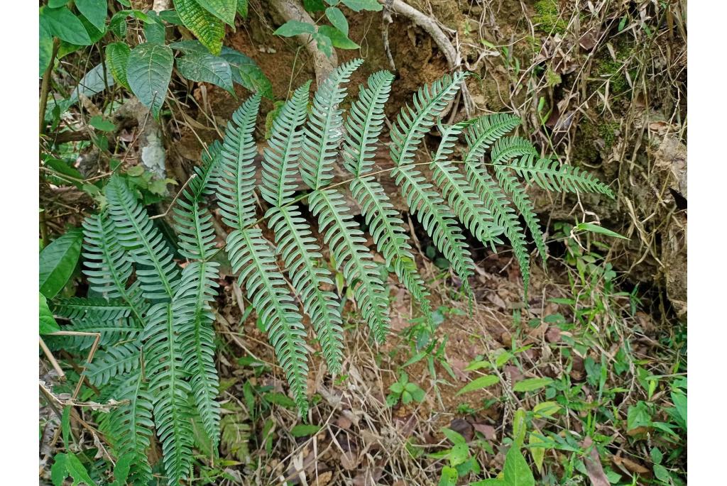 Pteris met twee grote oren