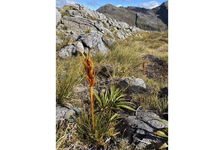 Aciphylla pinnatifida -19859