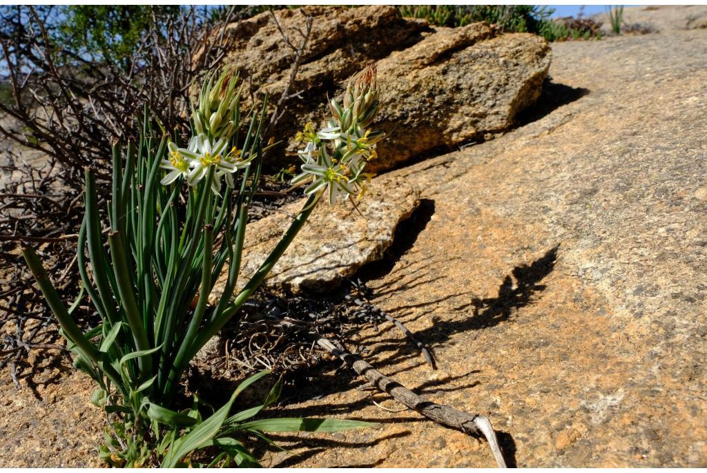 Inteelt Albuca