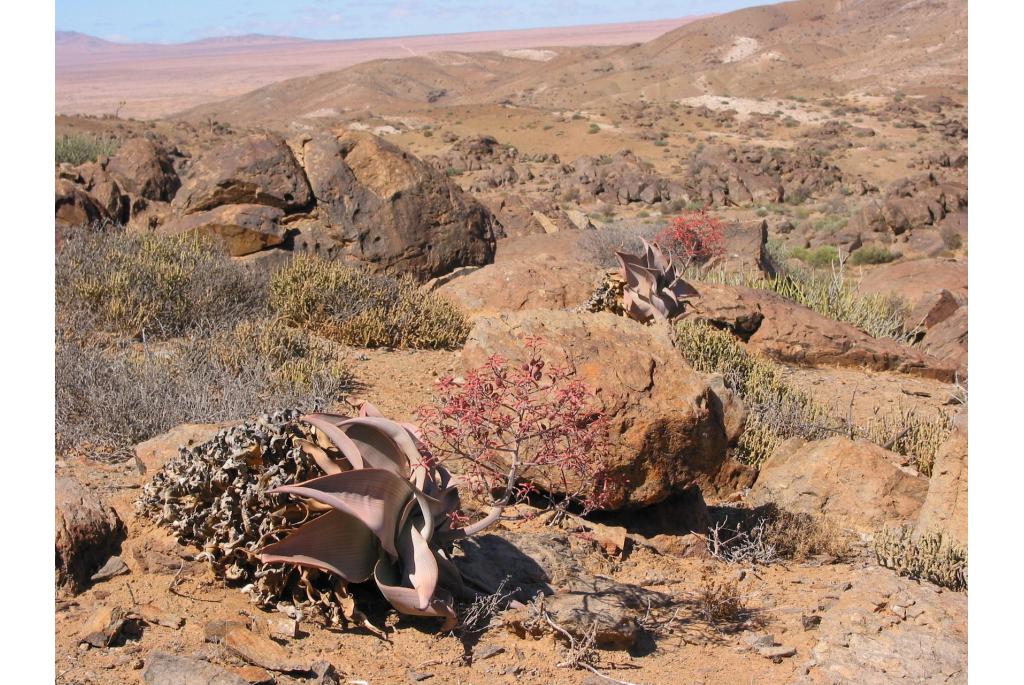 Karasberg aloë