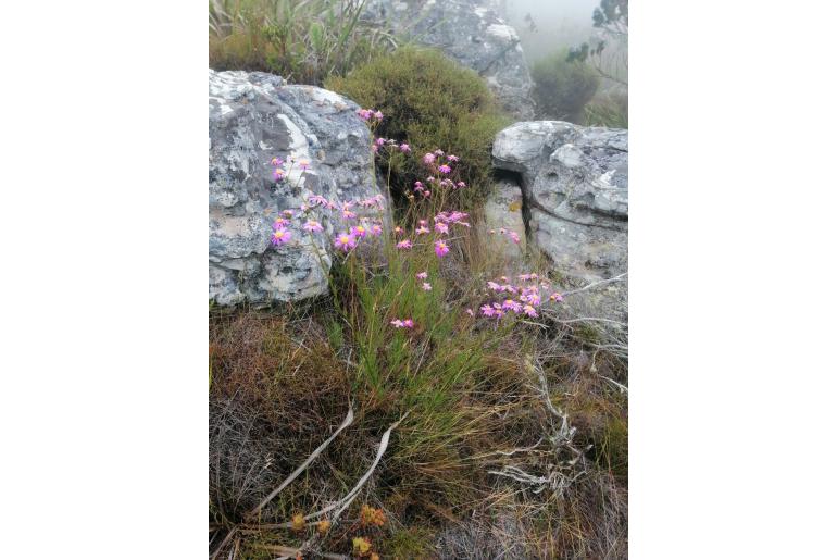 Senecio glandulosopilosus -19904