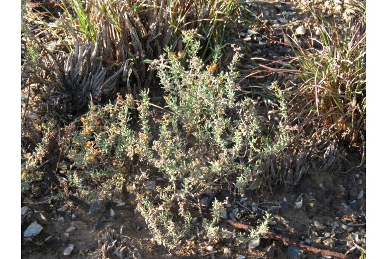 Delosperma testaceum -19911