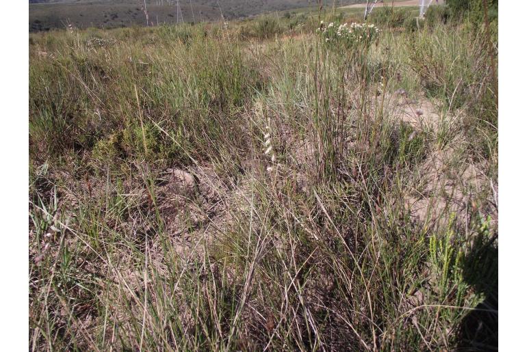 Urochloa serrata -19914