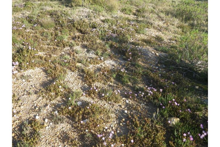 Lampranthus debilis -19915