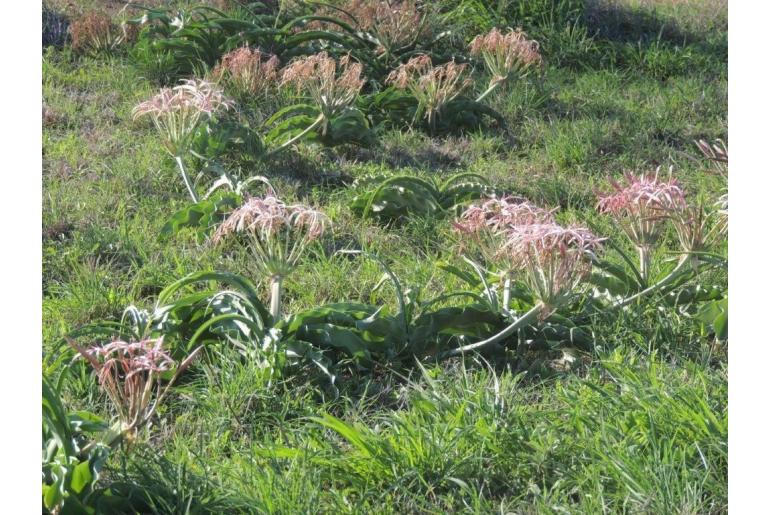 Crinum buphanoides -19918