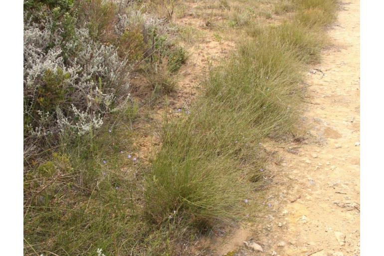 Lobelia capillifolia -19946