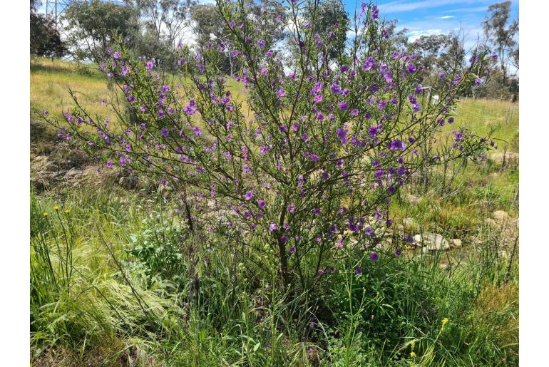 Solanum linearifolium -19964