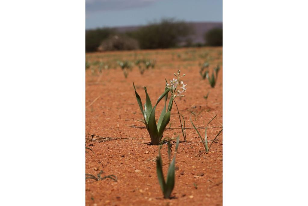 Terug buigende albuca