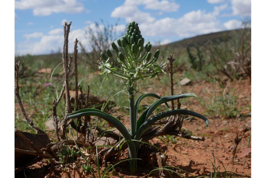 Licht groene albuca