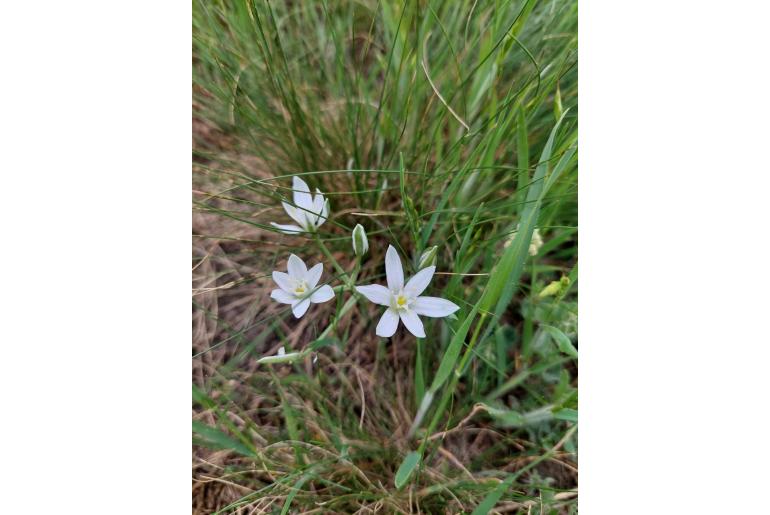 Ornithogalum orthophyllum ssp acuminatum -19979