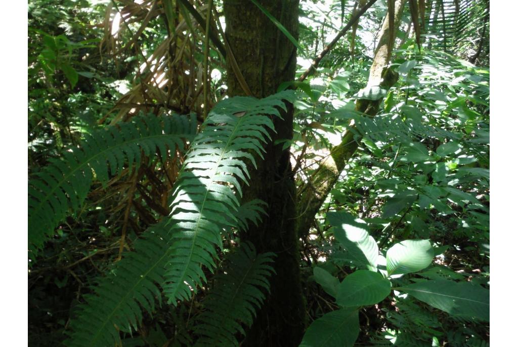 Klauterende polypodie