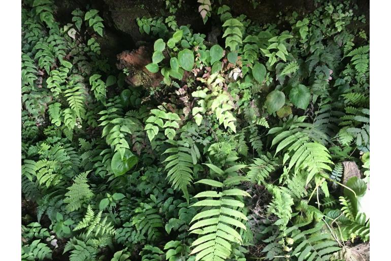 Adiantum macrophyllum -19992