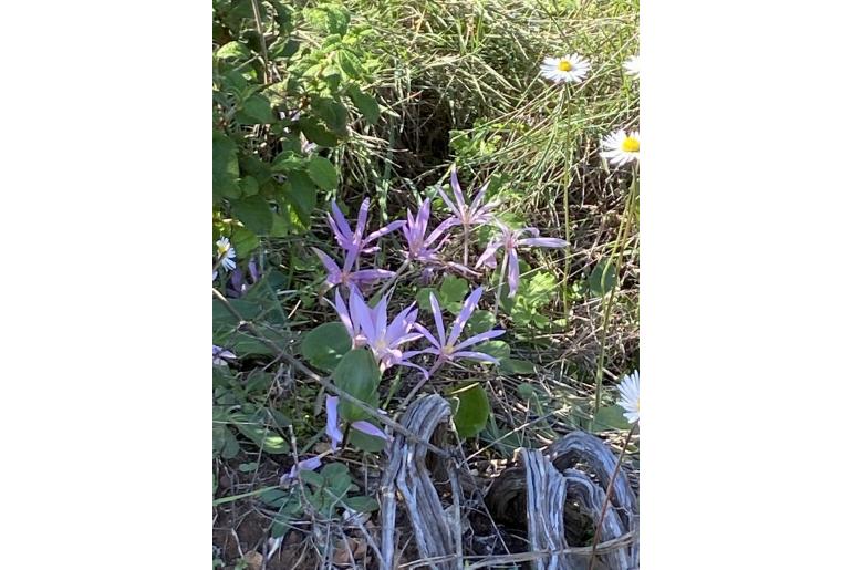 Colchicum confusum -20001