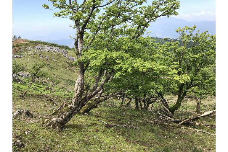 Acer pseudowilsonii -20003