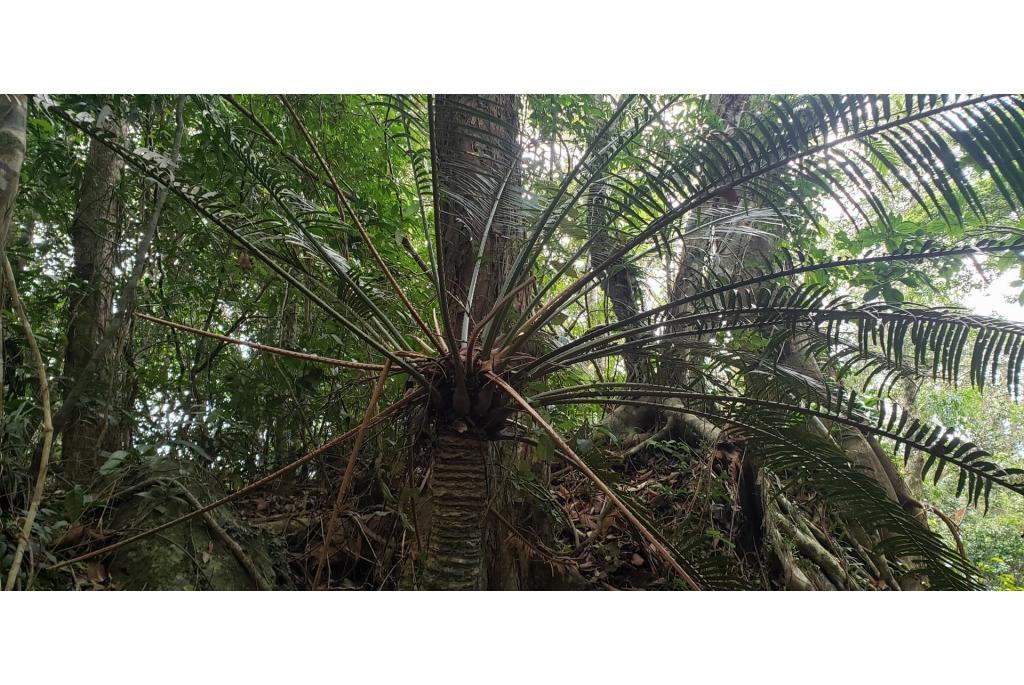 Hainan eiland cycas