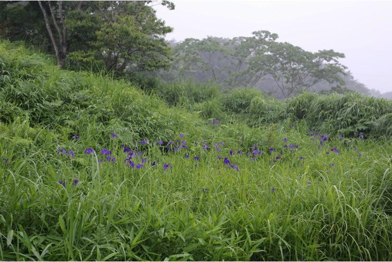 Iris ensata -20030