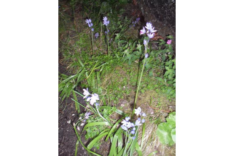 Hyacinthoides paivae -20034