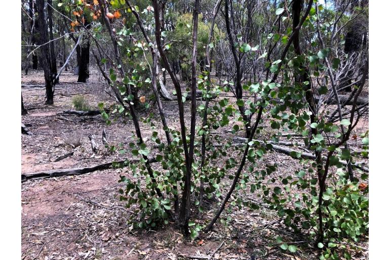 Eucalyptus infera -20040