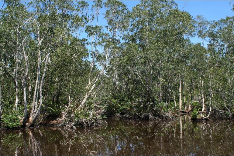 Melaleuca cajuputi -20041