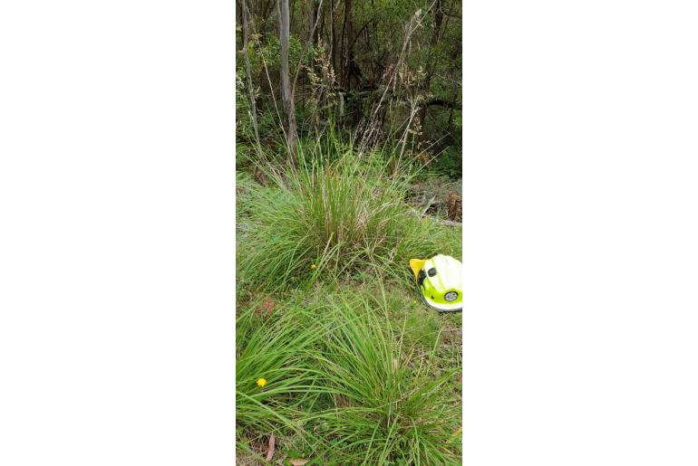 Poa helmsii -20048