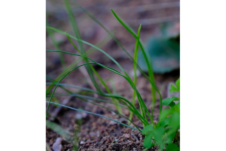 Bulbinella ciliolata -20058