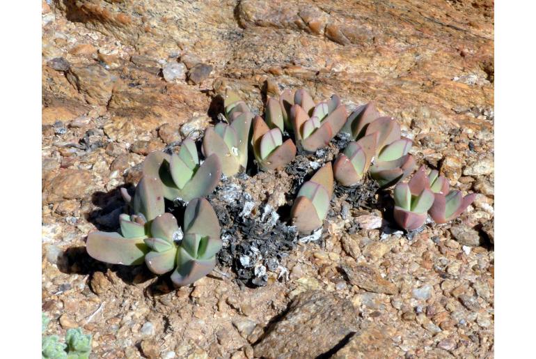 Conophytum herreanthus -20061