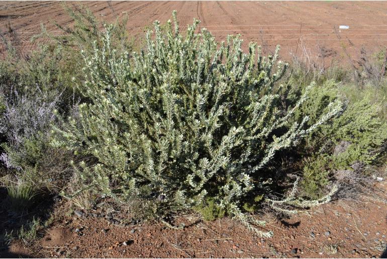 Leucadendron remotum -20064