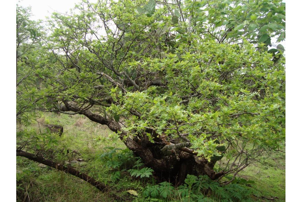 Tweedelig blad bursera