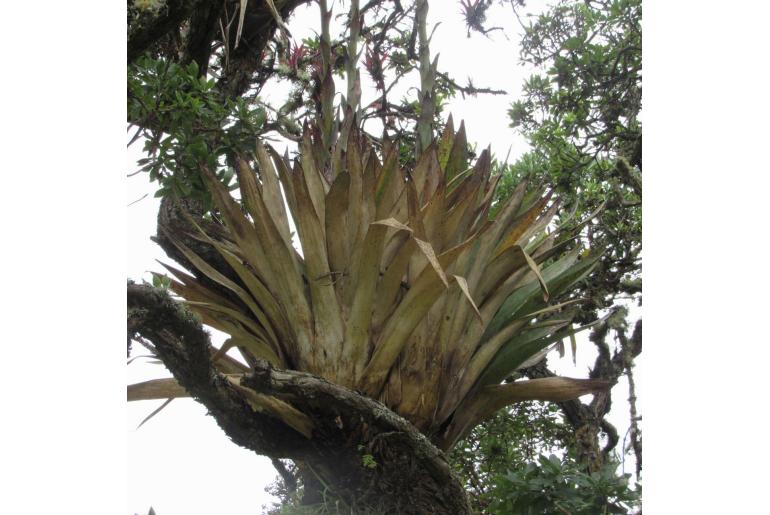 Tillandsia clavigera -20080