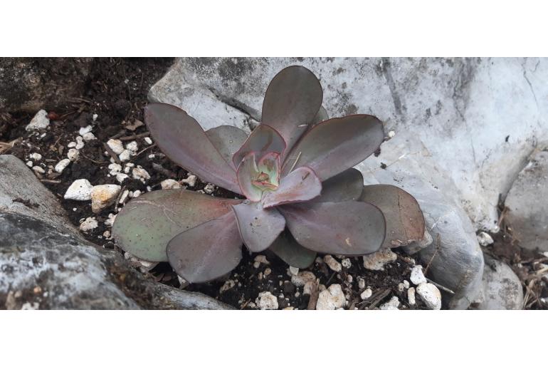 Echeveria rubromarginata -20084