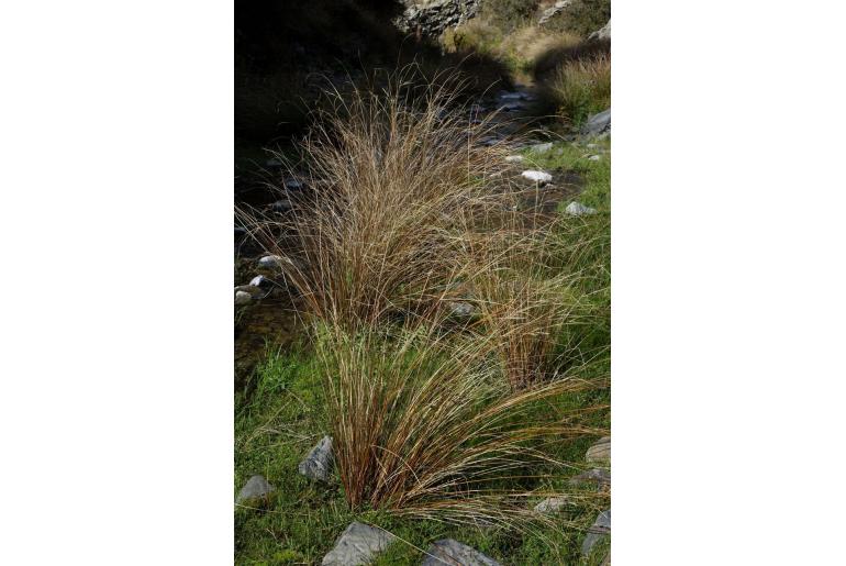 Carex buchananii -20087