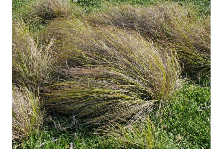 Carex flagellifera -20088