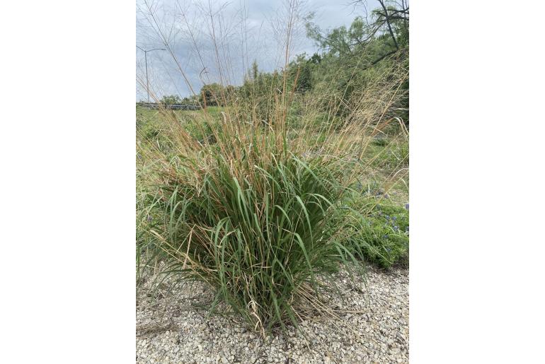 Panicum virgatum -20090