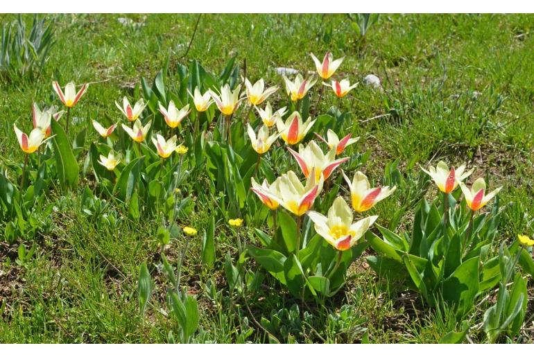 Tulipa kaufmanniana -20096