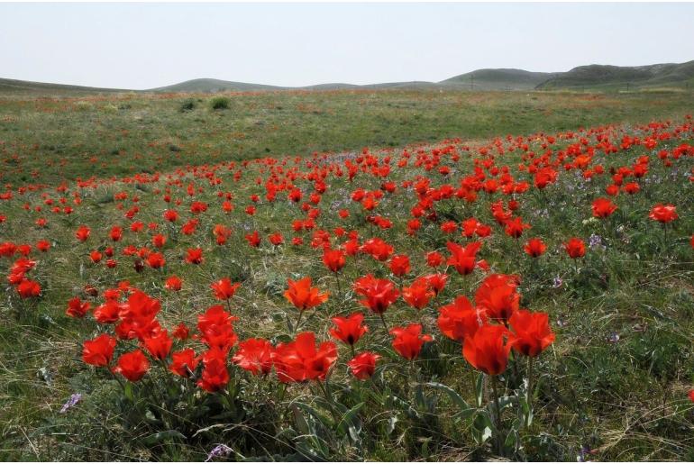 Tulipa greigii -20097