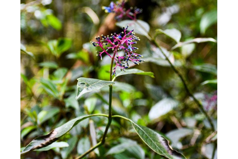 Palicourea amethystina -20106