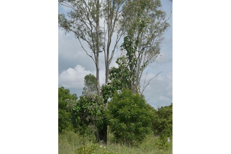 Azadirachta indica -20108