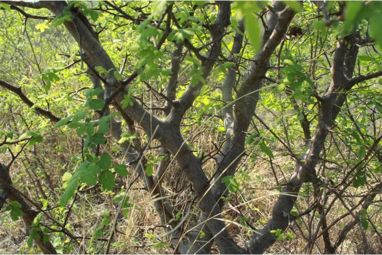 Bursera heliae -20109