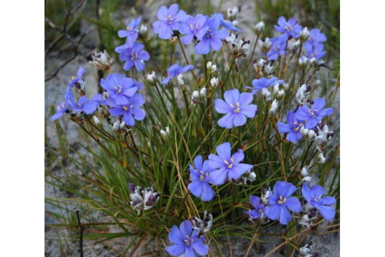 Aristea oligocephala -20110