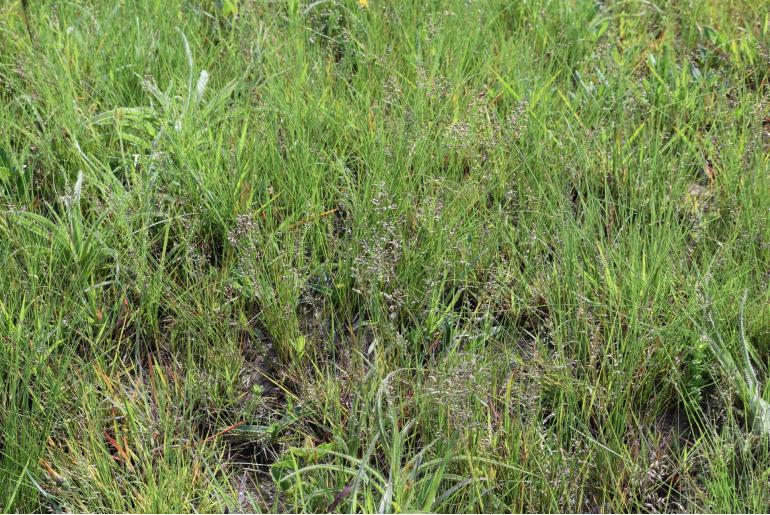 Eragrostis racemosa -20111