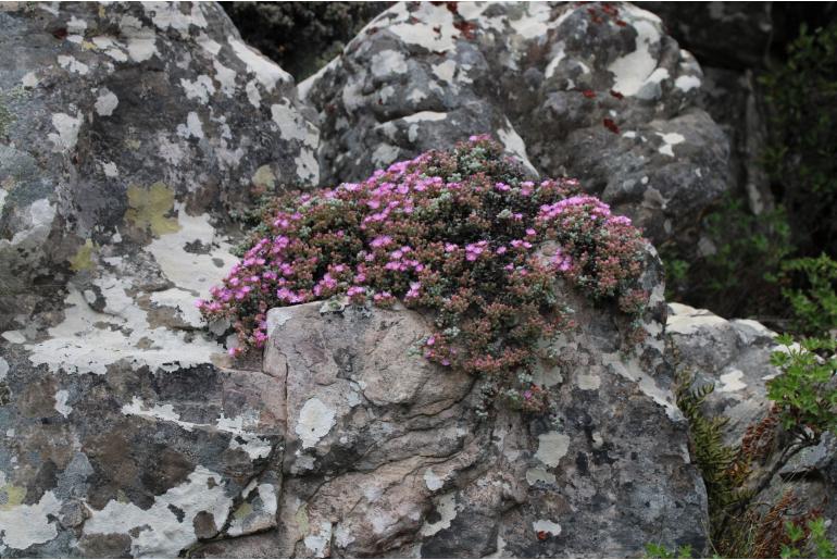 Oscularia piquetbergensis -20115