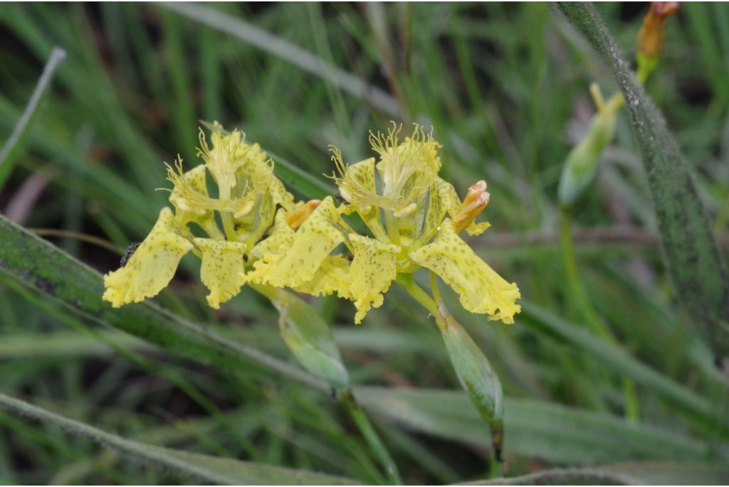 Welwitsch's Ferraria